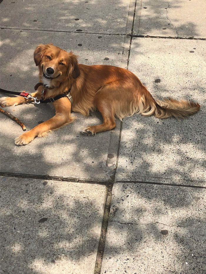 I Was Taking A Picture And This Pup Straight Up Smiled At Me