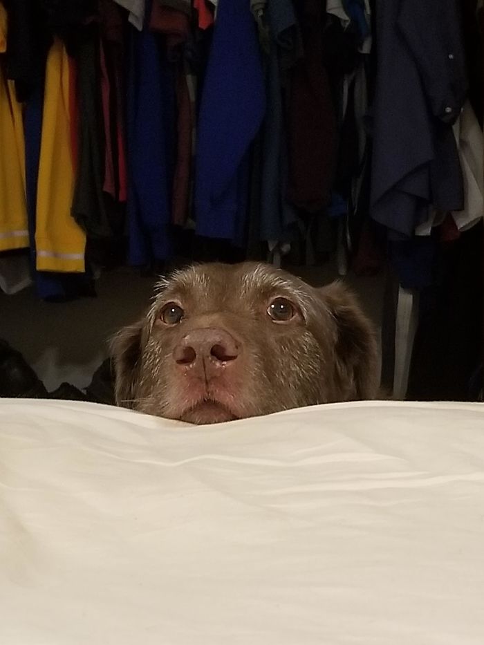 Andy Has Slept In My Bed With Me For The Past 8 Years And He Still Puts His Head On The Edge Of The Bed To Ask Permission To Jump On