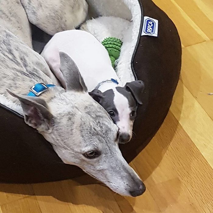 We Got A New Puppy 2 Weeks Ago. Older Dog Has Been Pretty Much Ignoring Her So Far, Until I Walked Into The Kitchen Yesterday And Found This