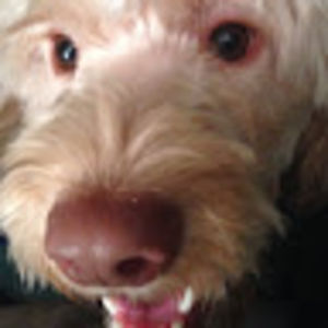 naliiaingallina-courtemanche avatar