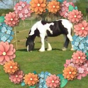 cath_sullivan avatar