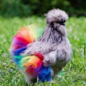 gussieschantz avatar