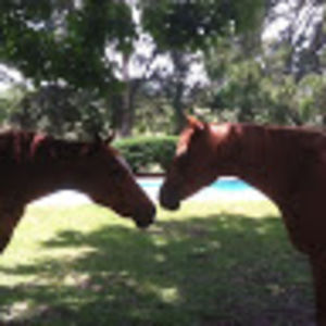 shirleyalltop avatar