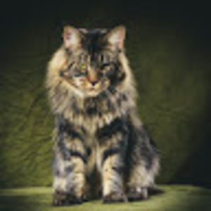 lindsayzatuchney avatar