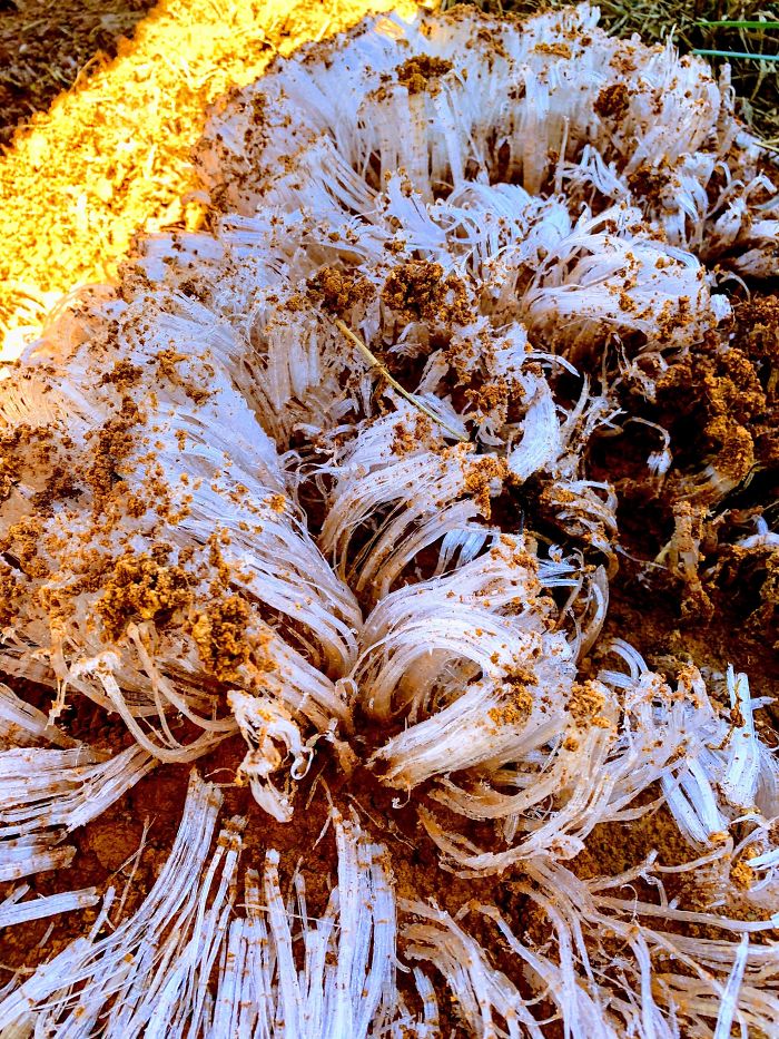 How An Overnight Freeze Squeezed Water Out Of The Ground And Froze It At One Of Our Job Sites