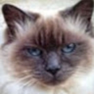 margueritescandiffio avatar