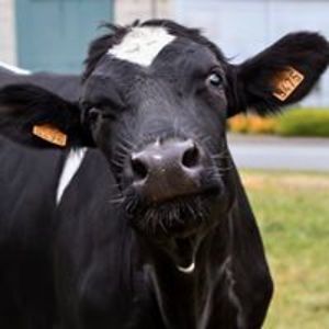 deb_tallpoppy avatar