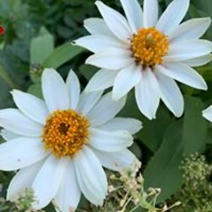 warrantywitch1989 avatar