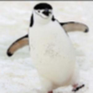 noahschroeder avatar