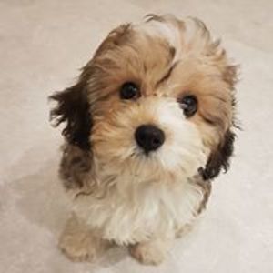 maggie_hazlewood avatar