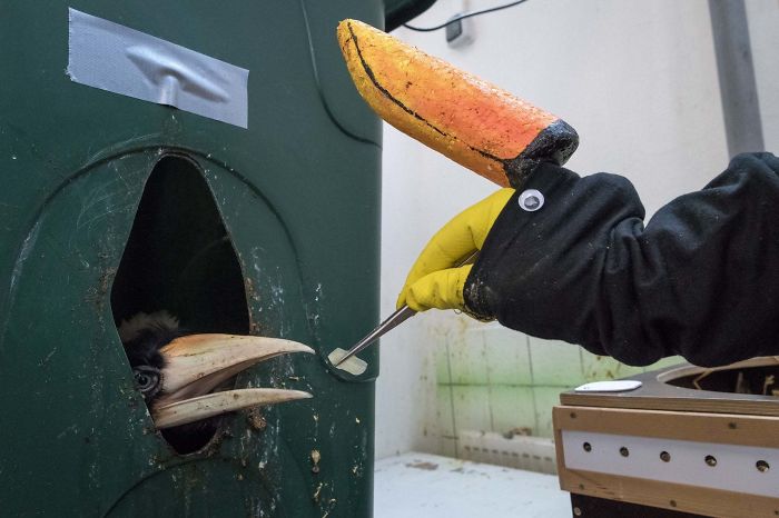 How A Zoo Feeds Their Baby Hornbills