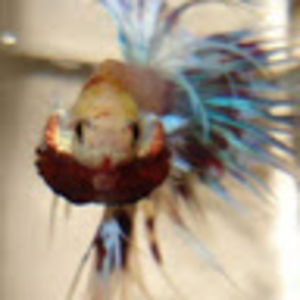 tabathabrogan avatar