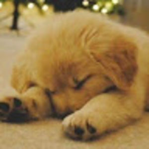 arsemasileshi avatar