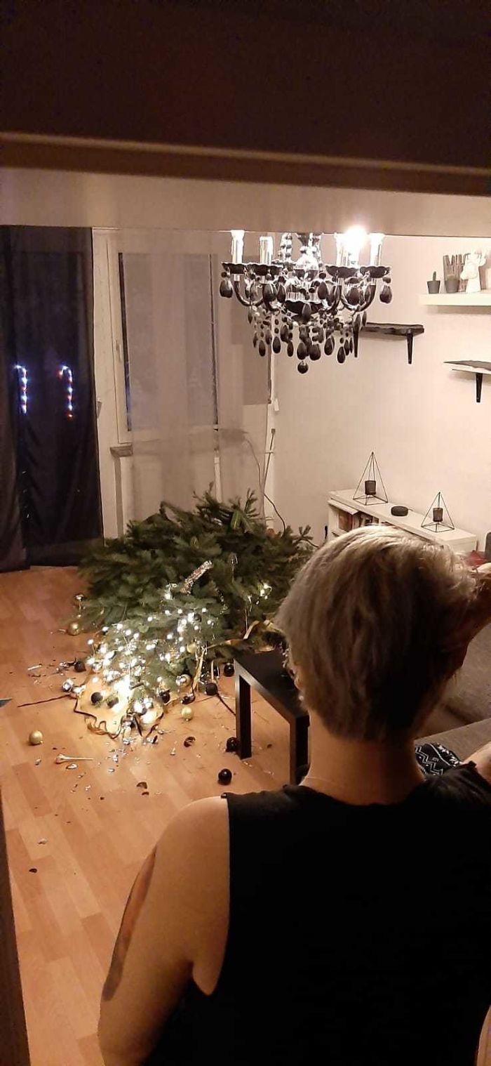 I Lost A Bet Tonight. I Bet My Wife The Tree Would Be Up 6 Hours Before The Cats Demolished It. They Waited For 7 Hours. Clean Up At 2 Am