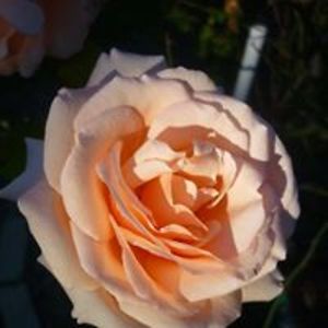 jenniferbohner avatar