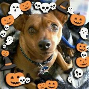 animalfanatic1989 avatar