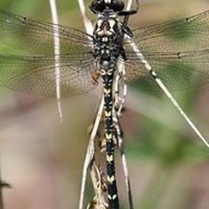 crazyfootballmother avatar