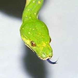 cornelia_gfeller avatar