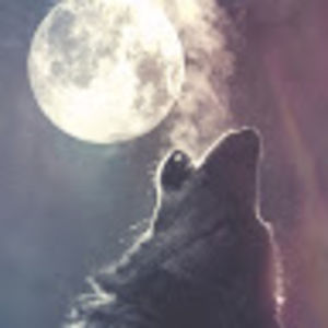 sarah_wolfy2343 avatar