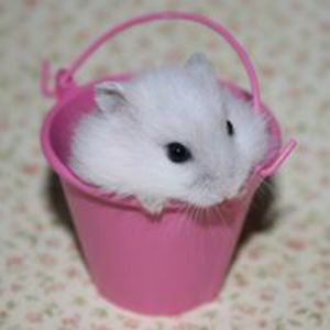 indra_kastner2 avatar