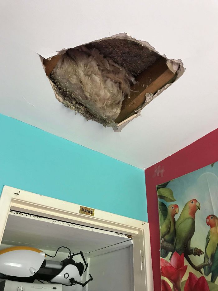 My Brother Fell From The Attic And Landed In My Room.