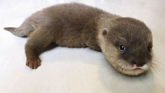 Cute-Baby-Sea-Otters