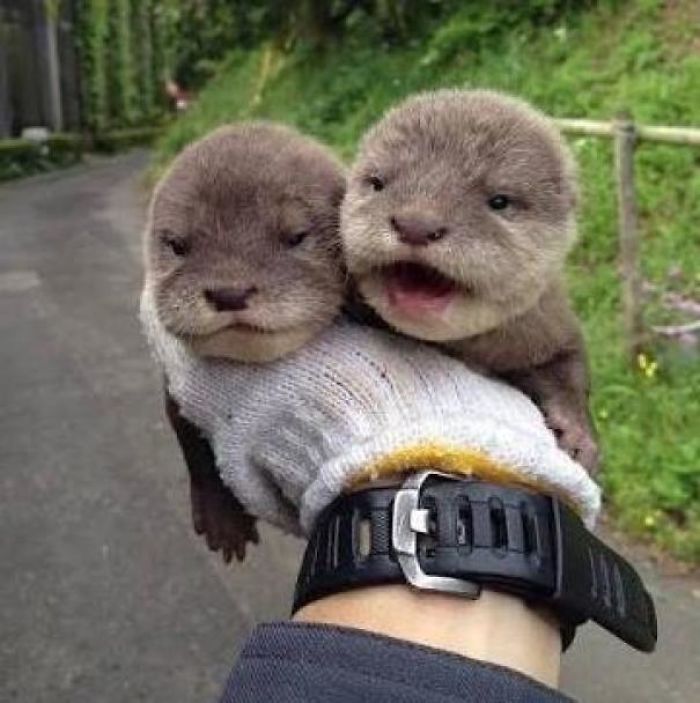 Cute-Baby-Sea-Otters