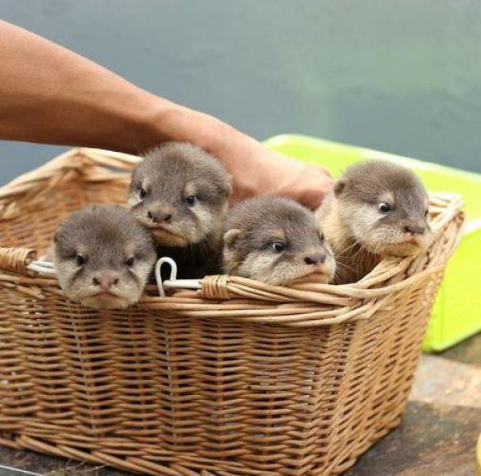 Cute-Baby-Sea-Otters