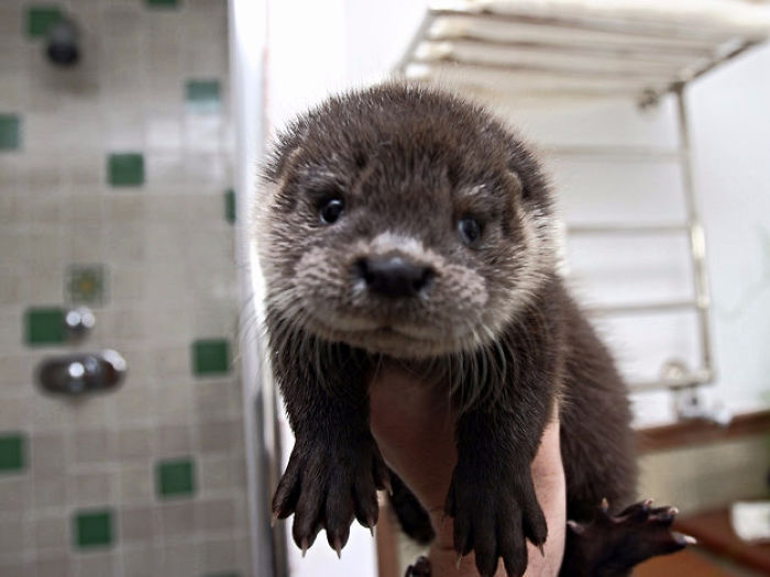 Cute-Baby-Sea-Otters