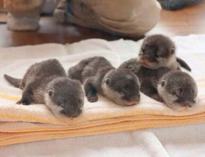 Cute-Baby-Sea-Otters