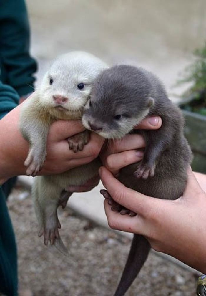 Cute-Baby-Sea-Otters