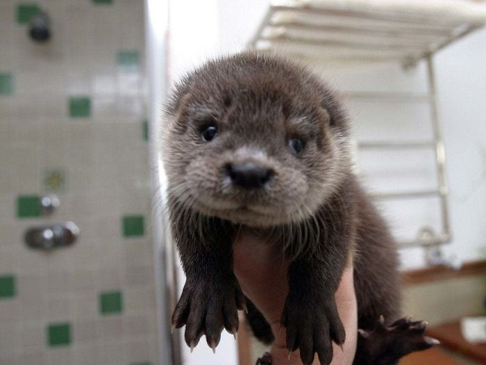 Cute-Baby-Sea-Otters