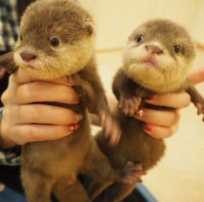 Cute-Baby-Sea-Otters