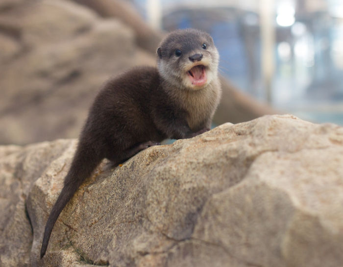 Cute-Baby-Sea-Otters