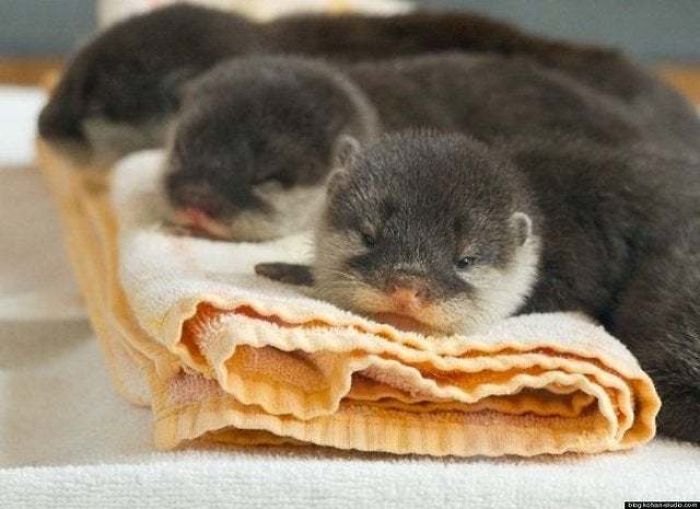 Cute-Baby-Sea-Otters