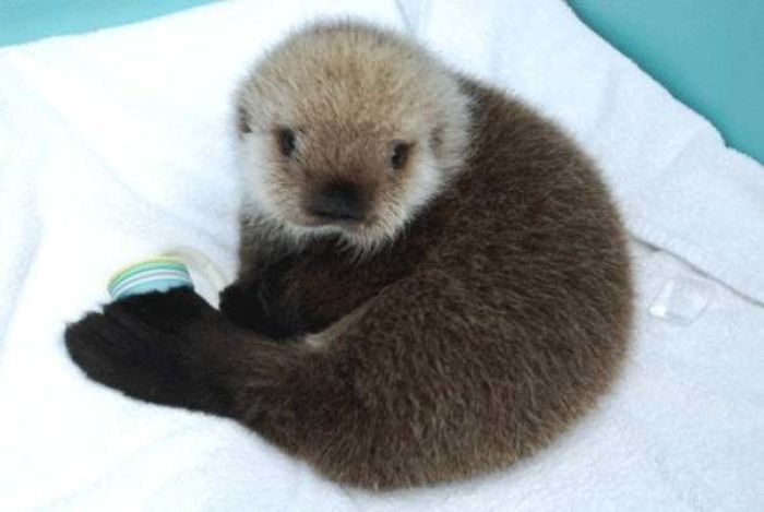 Cute-Baby-Sea-Otters