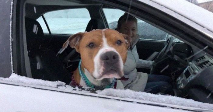 Stolen Pit Bull Found 2,000 Miles Away Returns Home For Christmas With The Help Of 15 Volunteers