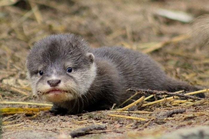 68 Adorable Baby Otter Pics