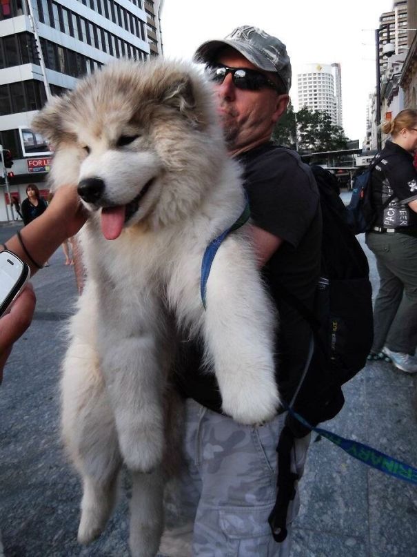 Buddy, Are You A Malamute Or A Teddy Bear?