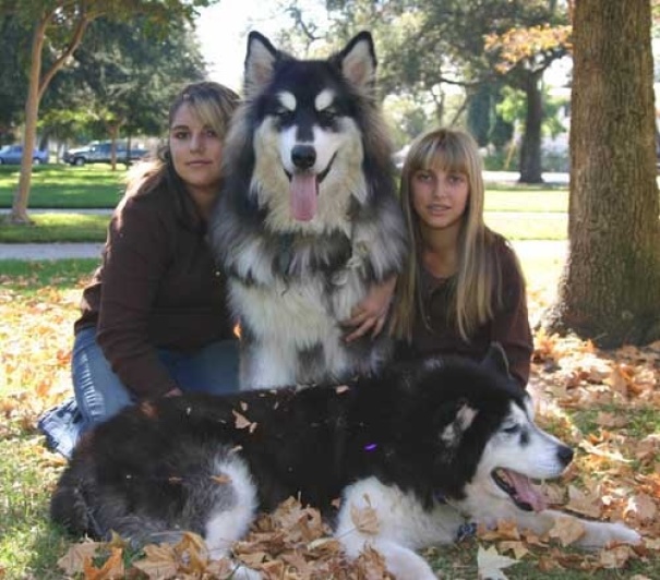 Giant Alaskan Malamute