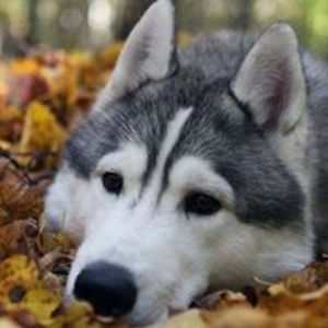 aishkerleyajai avatar