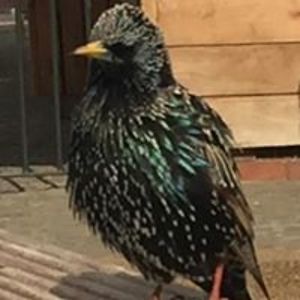 john_augsburger avatar