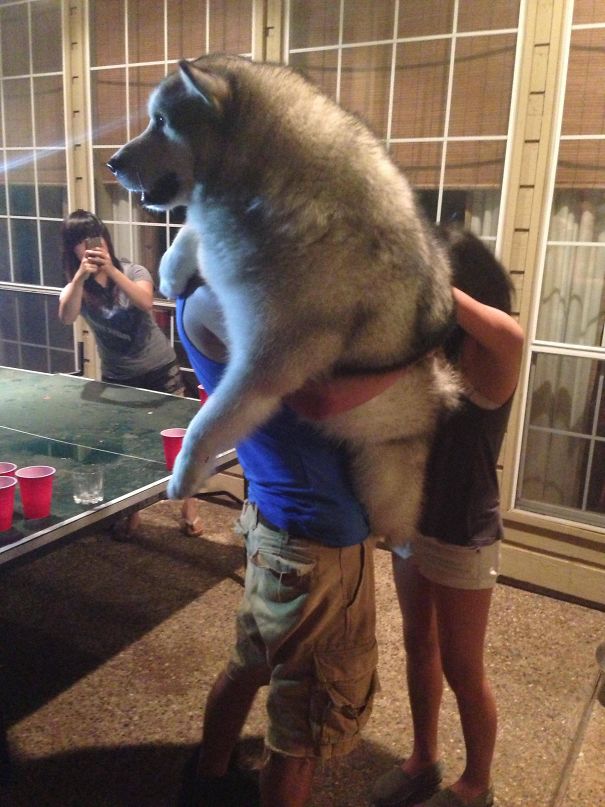 My 105 Pound Alaskan Malamute Loves To Be Held As Well