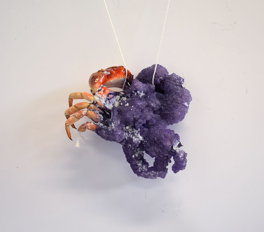 I Turn Creepy Crabs Into Jewels I Turn Creepy Crabs Into Jewels