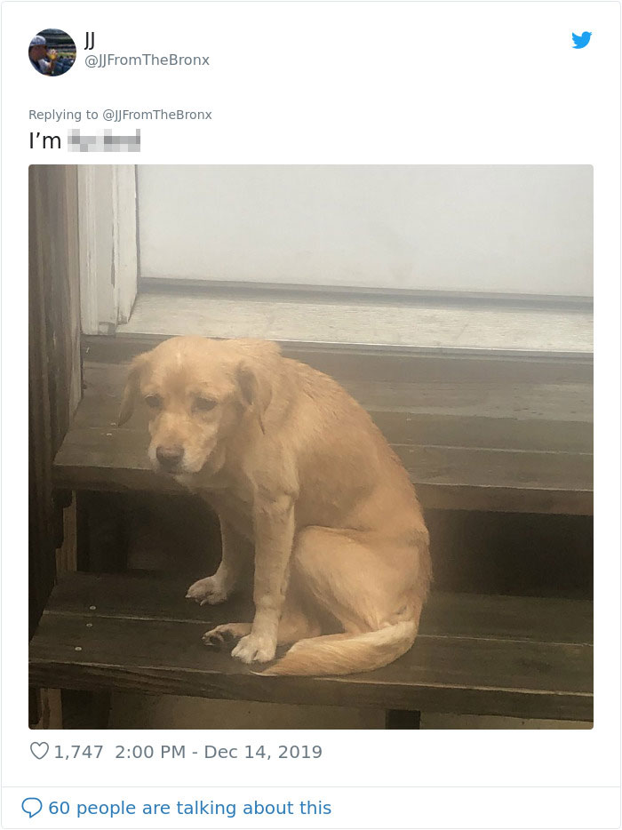 Guy Accidentally Leaves His Front Door Open, Gets 'Chosen' By A Stray Dog Who Walked In At Night Guy Accidentally Leaves His Front Door Open, Gets 'Chosen' By A Stray Dog Who Walked In At Night