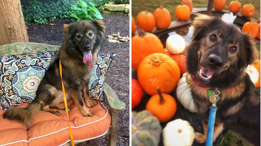 I Fostered 6 Rescue Dogs And They All Live Happily Ever After