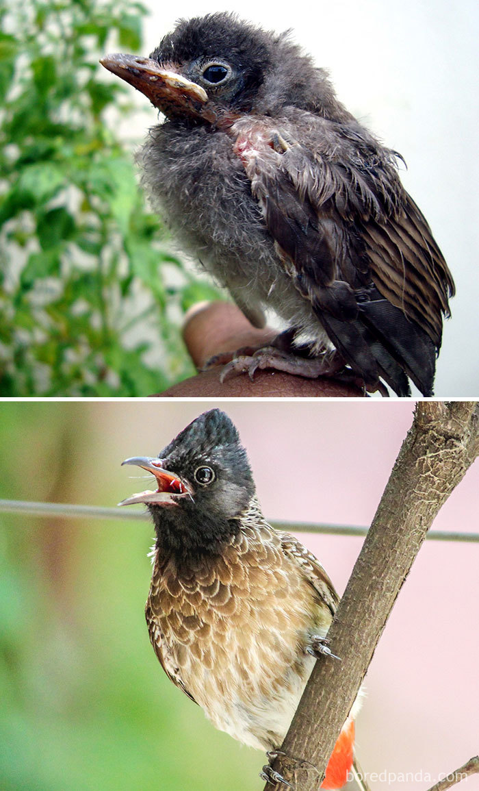 Red-Vented Bulbul