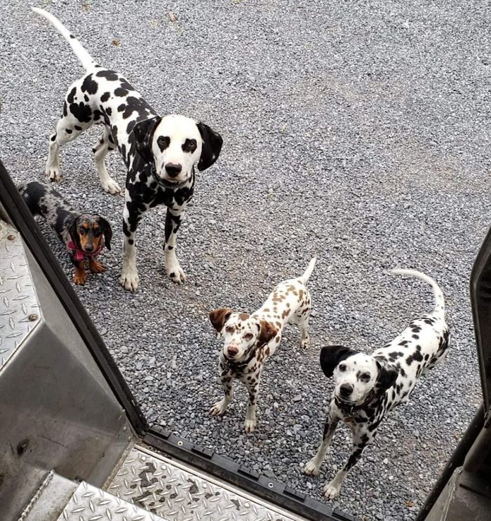 UPS-Drivers-Meets-Animals-Dogs