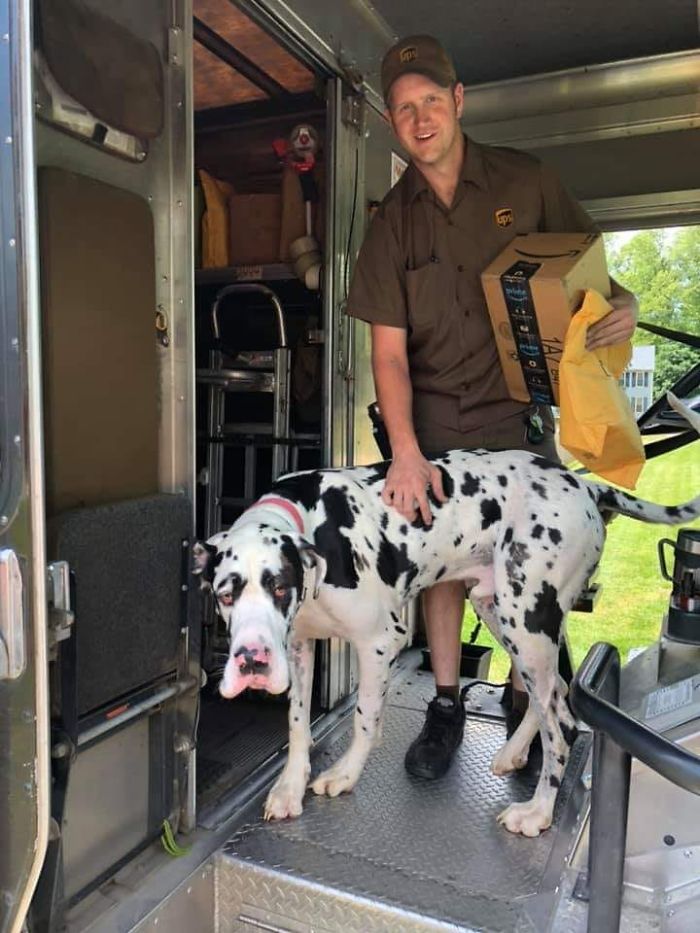 UPS-Drivers-Meets-Animals-Dogs