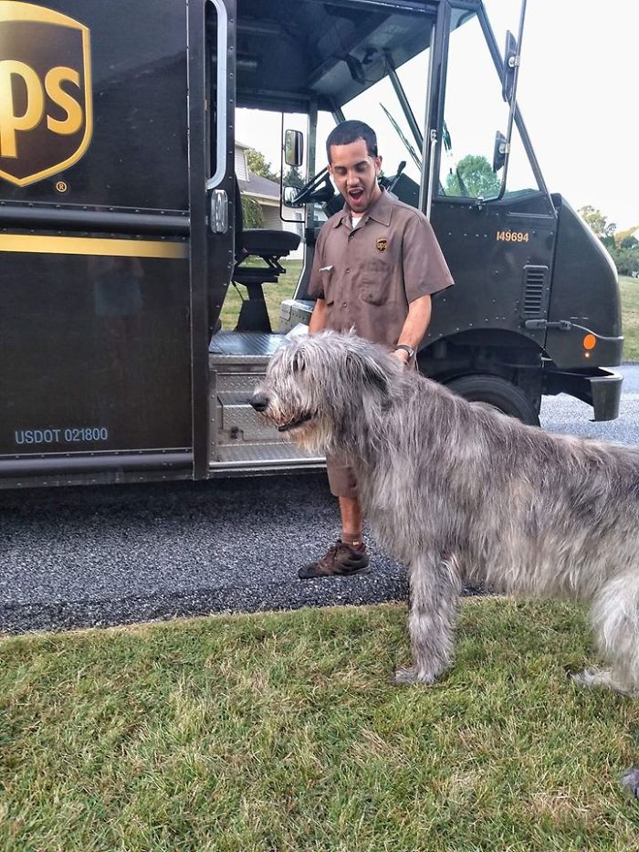 UPS-Drivers-Meets-Animals-Dogs